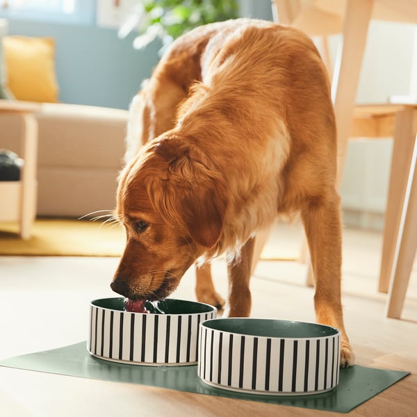 A golden retriever drinks from a black and white striped stoneware pet bowl, which is large and sits on a green mat on a wooden floor.