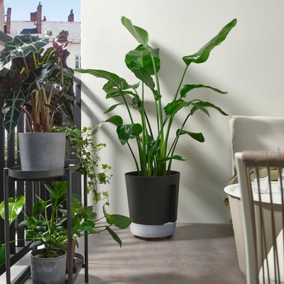 Balcony with large VÅRDTRÄD black & white self-watering pots, lush green plants, a wicker chair and buildings in background.