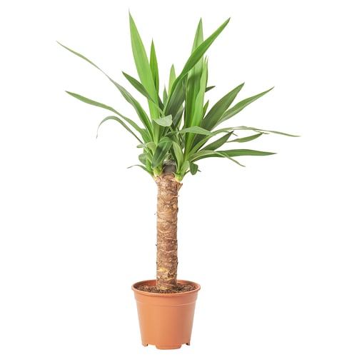 Potted yucca with green leaves