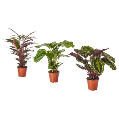 Trys vazoniniai CALATHEA augalai, kurių kiekvienas turi išskirtinius violetinius ir žalius lapus, pavaizduoti vienas šalia kito ruduose plastikiniuose vazonuose.