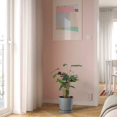 Nedidelis vazoninis CALATHEA augalas prie rausvos sienos, įrėmintas menas netoliese, prie durų su ilgomis užuolaidomis, šviesios medinės grindys.