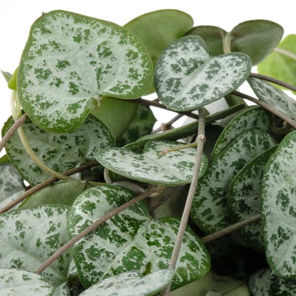 Vešliai žalias CEROPEGIA WOODII augalas stambiu planu, sveiki lapai, išmarginti šviesiai žaliais raštais, su ryškiomis lapijos detalėmis.