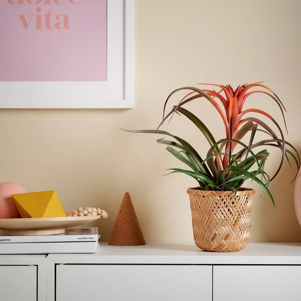 Nikita TILLANDSIA augalas su raudonais lapais ir knygomis.