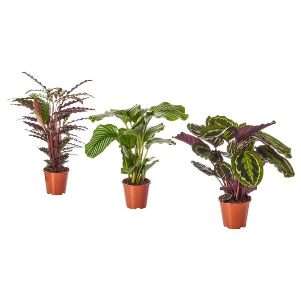 Три растения CALATHEA в горшках, каждое с характерными фиолетовыми и зелеными листьями, выставлены бок о бок в коричневых пластиковых горшках.