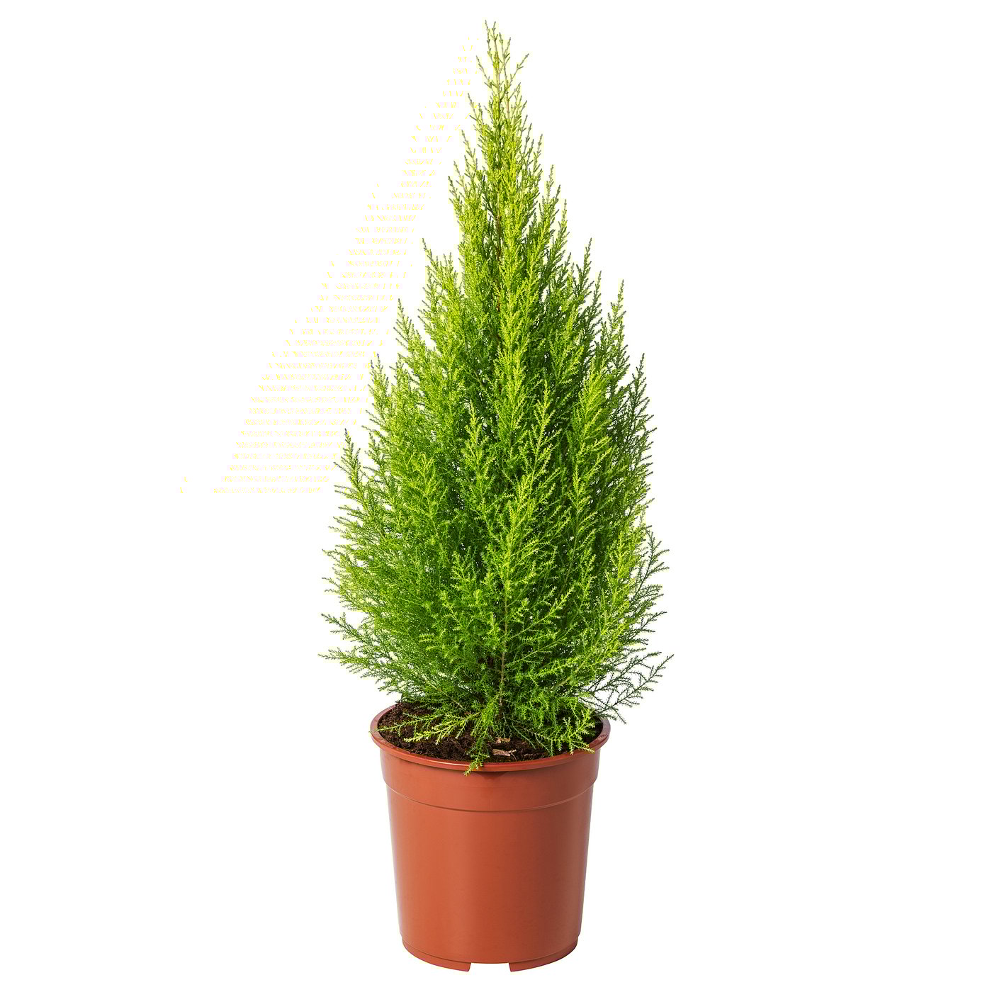 Горшечный CUPRESSUS MACROCARPA в коричневом кашпо.