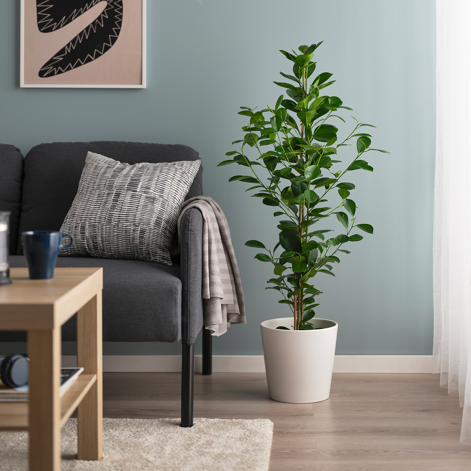 FICUS MICROCARPA Растение в горшке