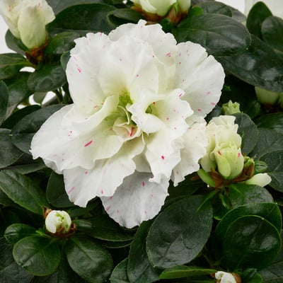 RHODODENDRON Растение в горшке, Азалия, 12 см