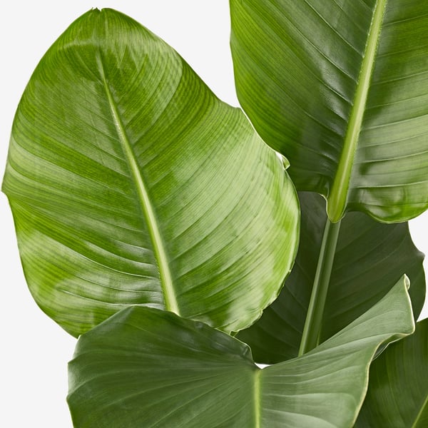 Большие зеленые листья, яркие и свежие, расположены пышной композицией.