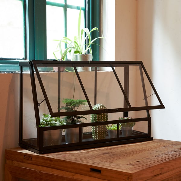 Small indoor greenhouse with plants on wooden table, near window.