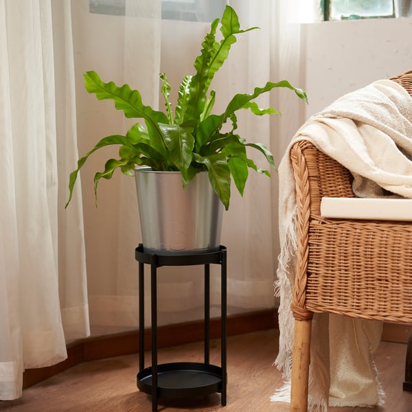 Potted plant by window.