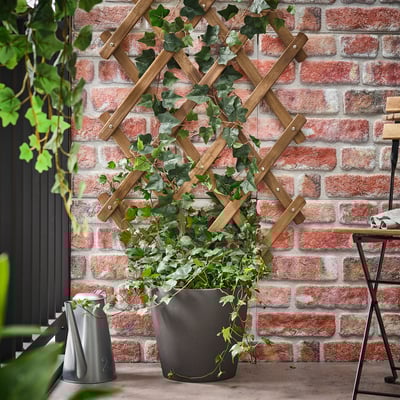 Wooden trellis with plant, watering can against red brick wall.