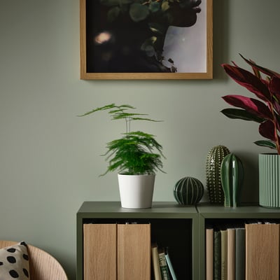 Sideboard with asparagus plant, cactus, abstract art, polka-dot pillow, books.