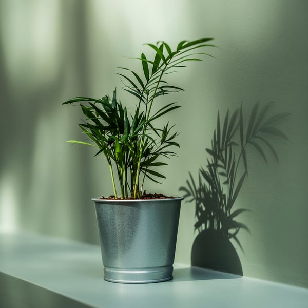 Two potted plants, one silver, shadows on wall.