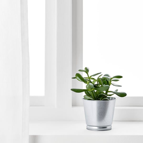 Small potted plant in silver container sits near window, adding home decor and greenery.
