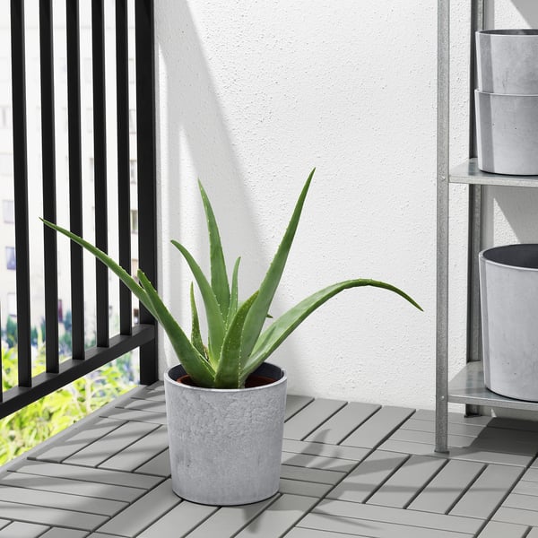 Potted aloe on balcony, frost-resistant and indoor/outdoor safe.
