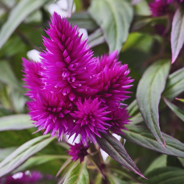Bright purple flowers, densely packed, emerge from green foliage, vibrant and healthy.