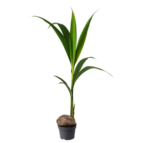 Green potted coconut plant