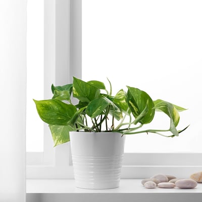 A green potted plant with large, patterned leaves sits on a white window sill beside smooth pebbles.