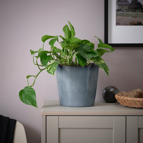Gray desk with green plant and decor.