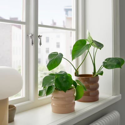 Beige HASSELBUKETT pots with plants on window sill, larger right, smaller left.