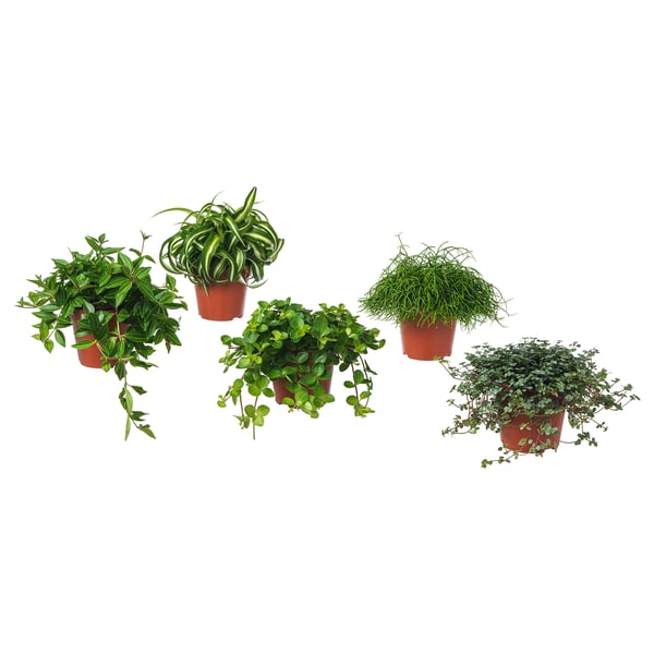 Five lush green potted plants arranged in a line, each in brown plastic pots.