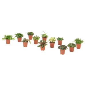 Collection of potted green plants in brown pots.