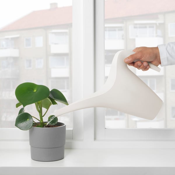 Hand watering a green leafy plant with a white ikea watering can on a window sill.