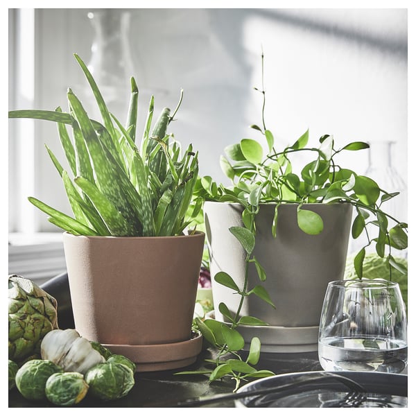 Two potted plants with a grey and brown matte finish sit on a table with a glass of water, next to vegetables.