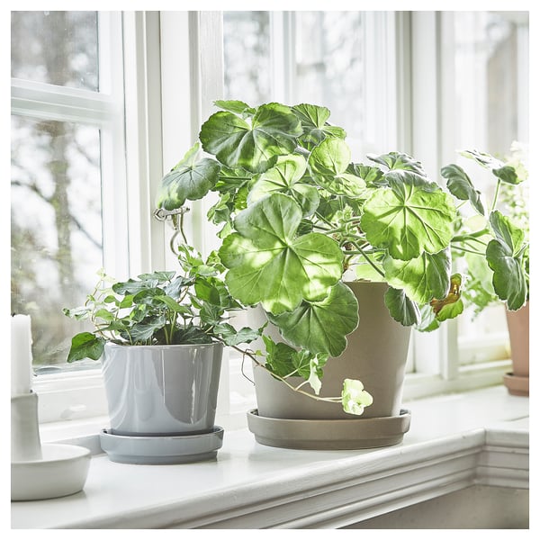 Two plants in gray pots on a windowsill. One large, one small, both with drain holes.