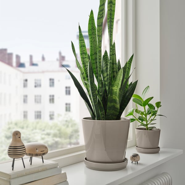 Three potted plants on a windowsill: snake plant, zz plant, and a small one. Beige ornaments and city view.