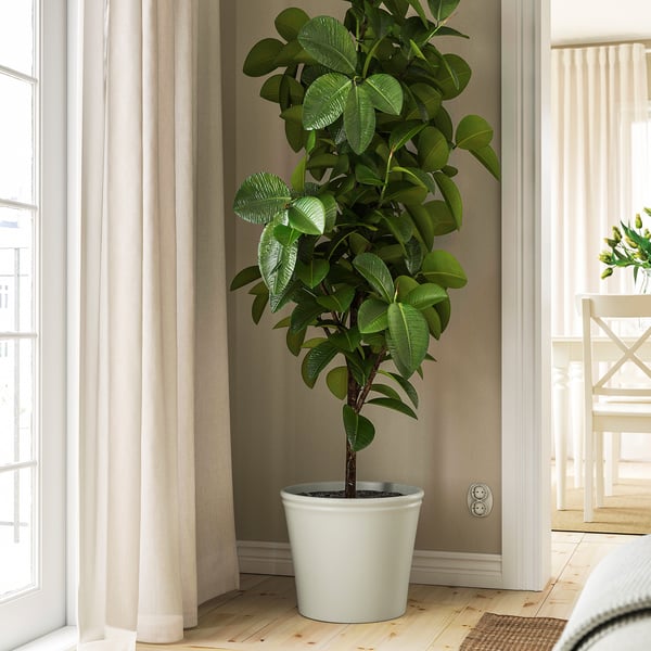 Houseplant by window