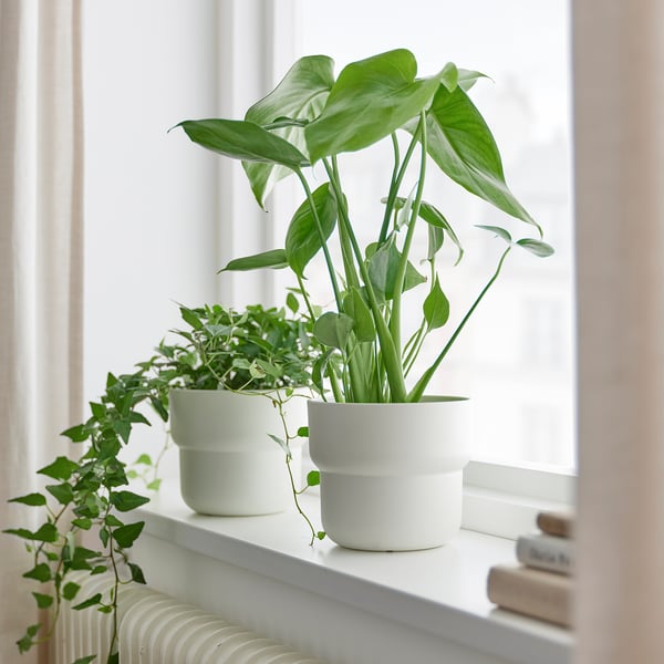 Two potted MONSTERA DELICIOSA plants on a windowsill, lush green leaves, white pots, smaller than nearby books.