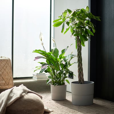 Two potted plants by a bright window; serene ambiance.