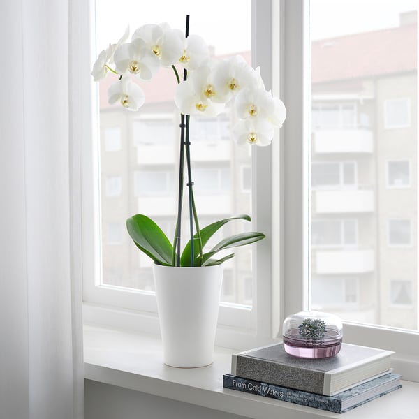 White orchid by window