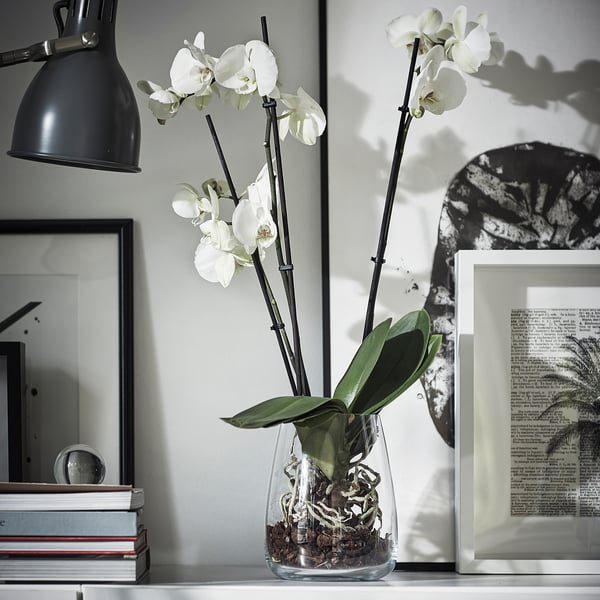 A white orchid plant in a clear glass vase sits on a shelf beside books and a lamp.