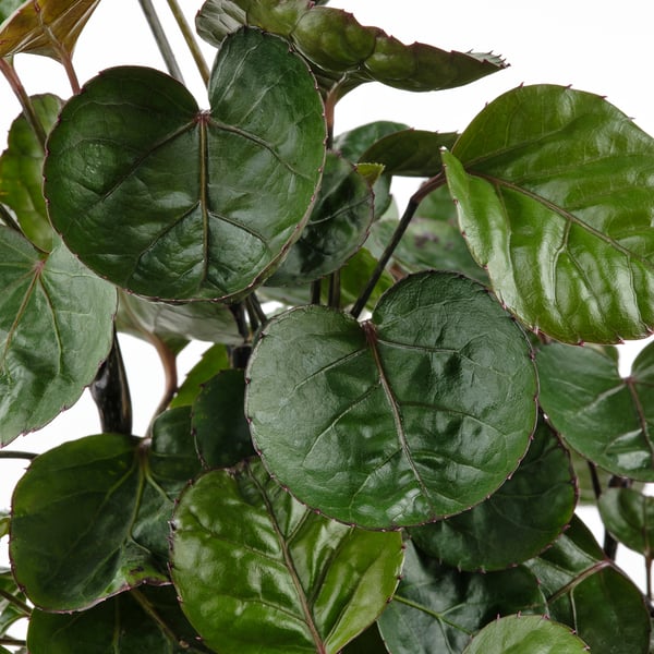 Large green leaves on a plant, realistic and detailed, vibrant colour.