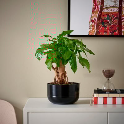 RADERMACHERA plant, bookshelf, hourglass.