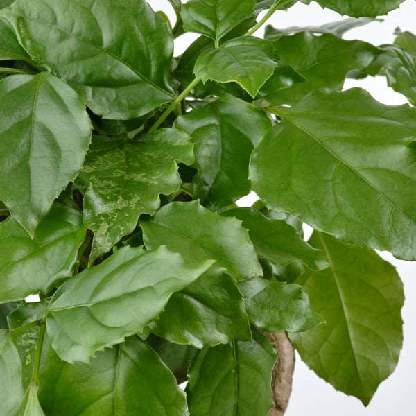 Large green leaves on a healthy indoor plant. Leaves appear fresh, vibrant, and slightly glossy.
