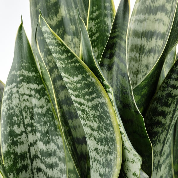 Large snake plant leaves, dark green with light green mottling, standing upright. High quality, healthy appearance.