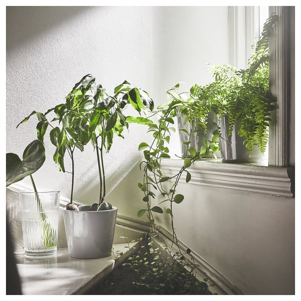 Windowsill with various green potted plants and clear glass vases.