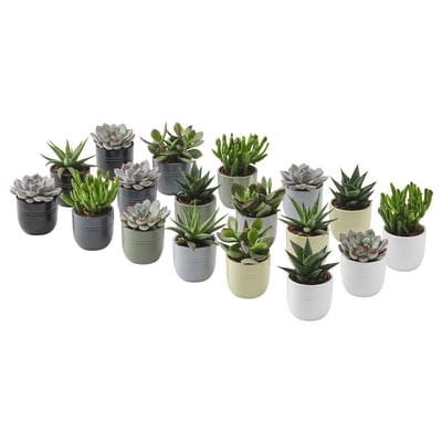 Collection of colourful SUCCULENT plants in modern, pastel ceramic pots; various shapes and sizes.