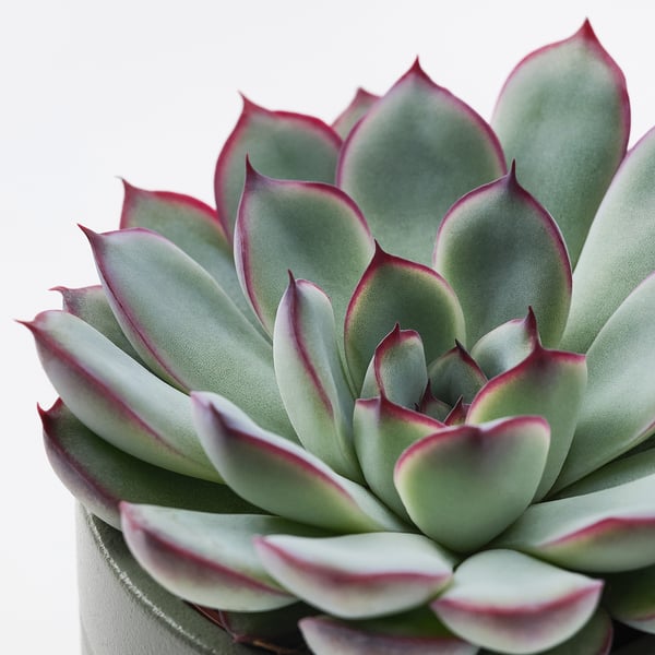 Close-up of healthy SUCCULENT, vibrant green with purple tips, nicely potted, isolated white background.