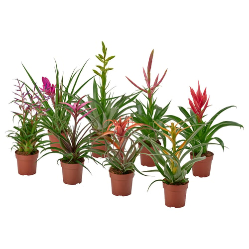 Six potted TILLANDSIA plants, vibrant green and colourful, in brown plastic pots, arranged in a row.