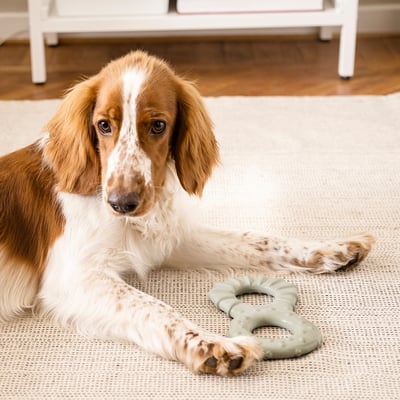 Puppy with green UTSÅDD toy on rug.