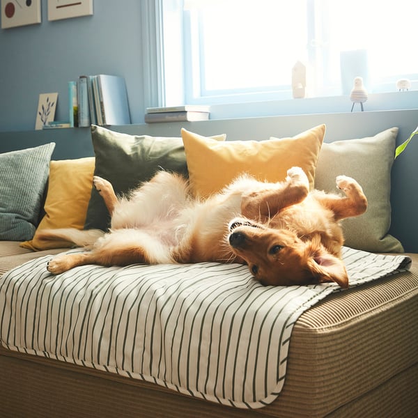 Small dog lounges upside down on a striped cushion, showcasing a cosy, reversible pet blanket designed to protect furniture from fur and dirt.