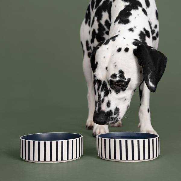 Dalmatian dog with two striped pet bowls, one likely for food and one for water, on a green background.