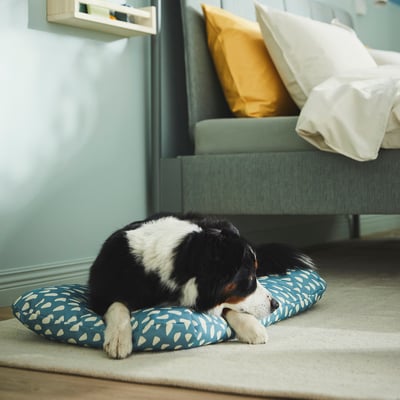 Cosy dog bed in living room, providing comfort and relaxation for pets.