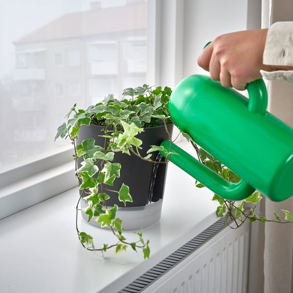Self-watering plant near window.