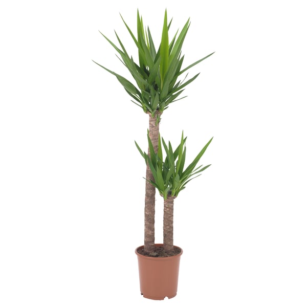 Brown-potted YUCCA ELEPHANTIPES with green leaves.