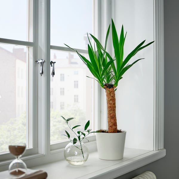 Window sill: yucca plant, vase, hourglass. 63 characters